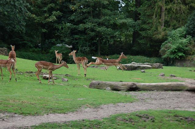 dierentuin emmen_1240